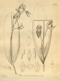 Green Bonnet Orchid