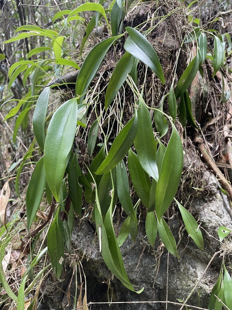 Green Bonnet Orchid photo 2