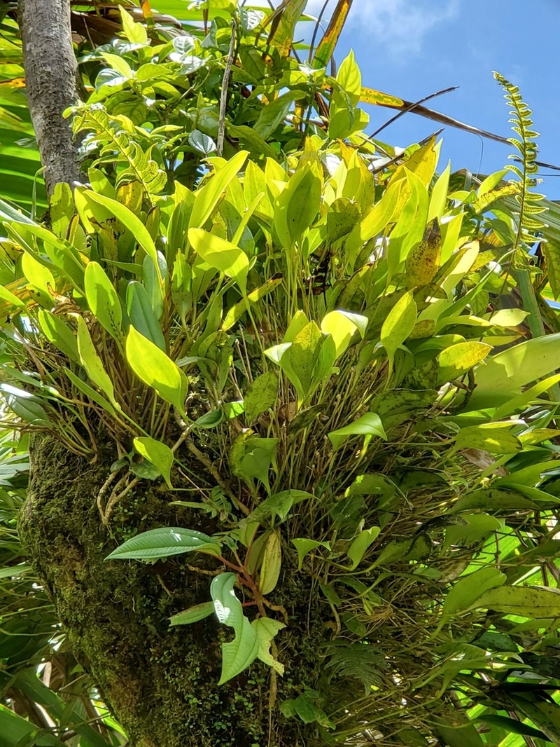 Green Bonnet Orchid photo 3