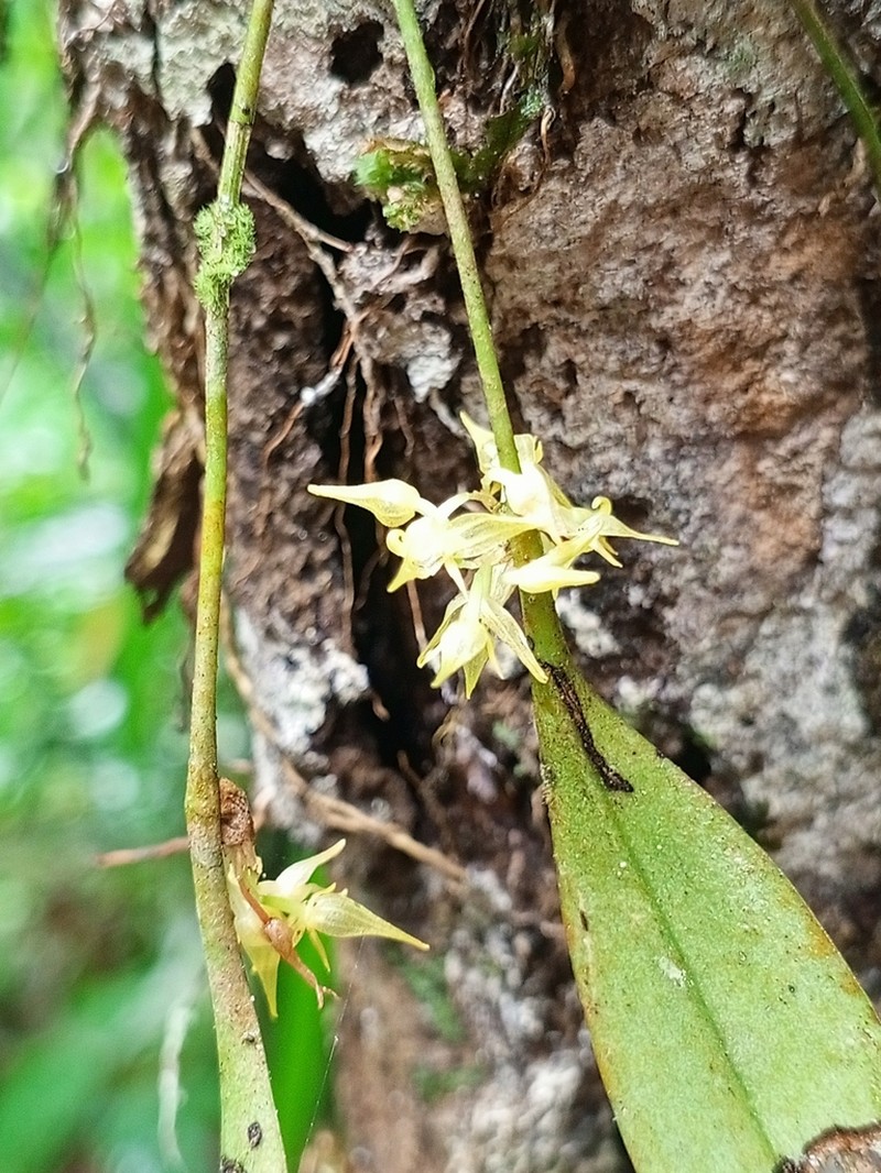 Green Bonnet Orchid photo 4