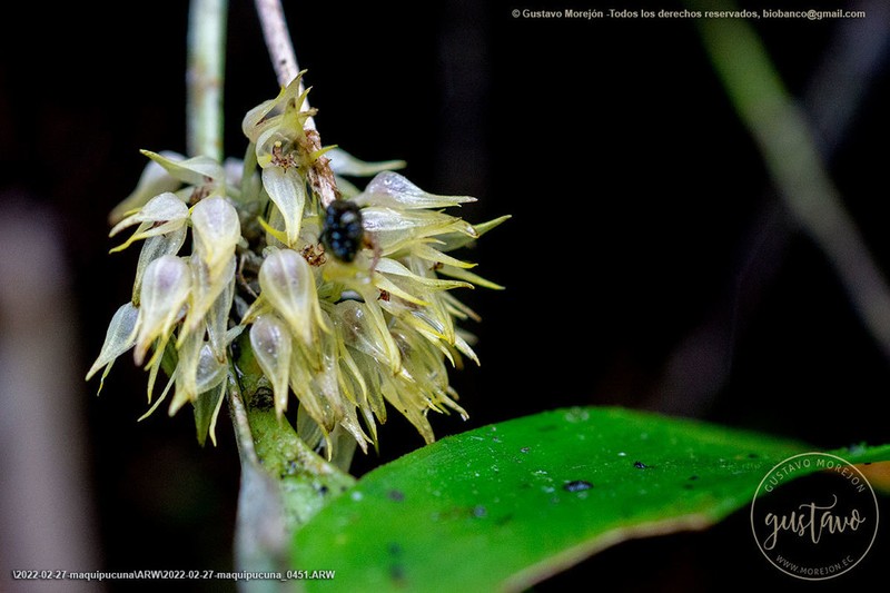 Green Bonnet Orchid photo 5