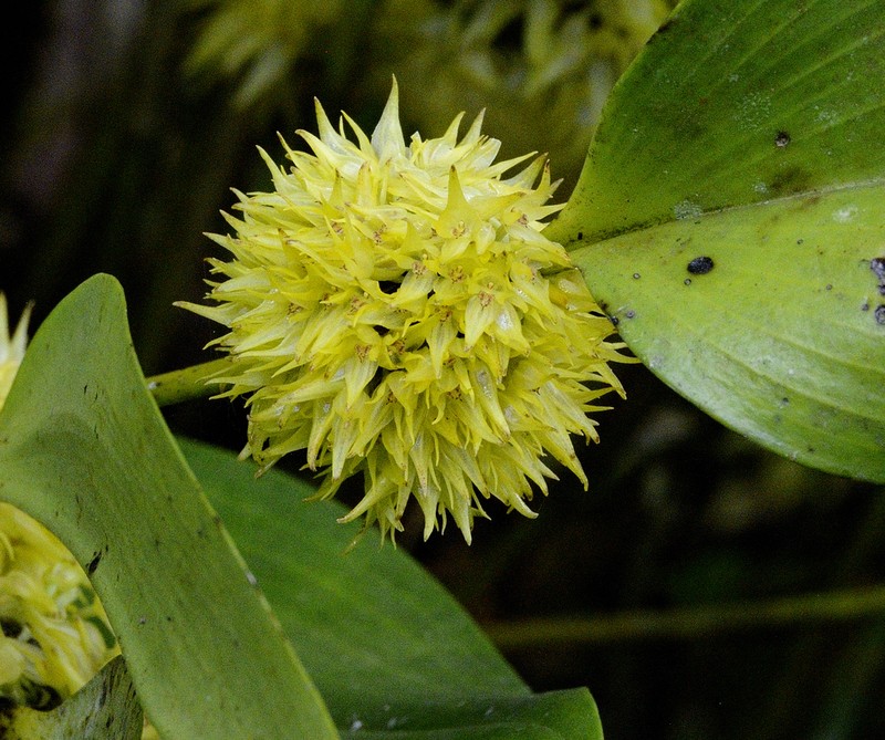 Green Bonnet Orchid photo 6