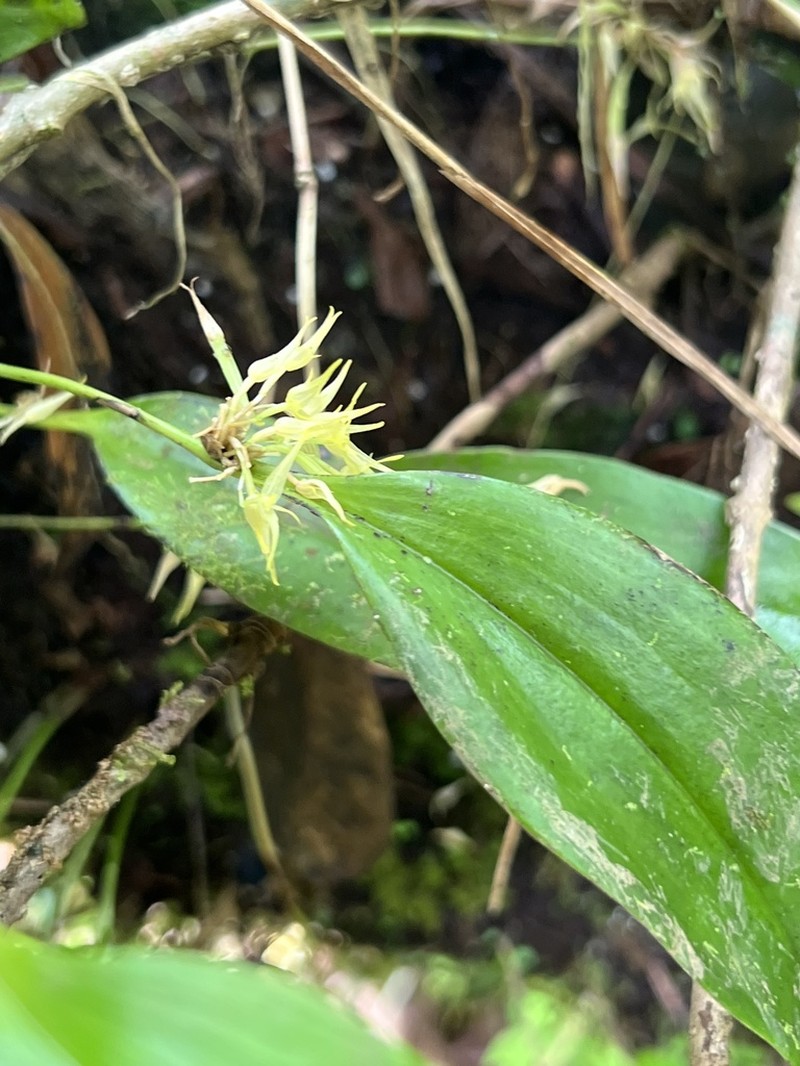 Green Bonnet Orchid photo 7