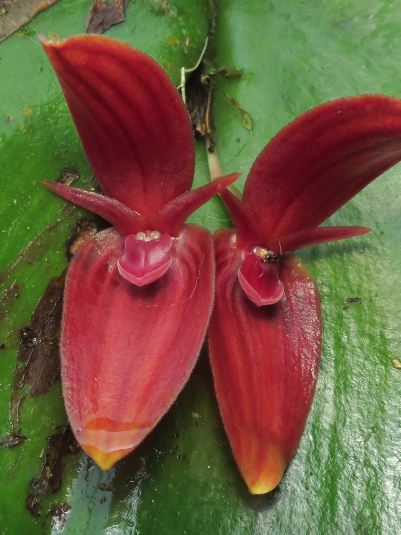 Pleurothallis solaris