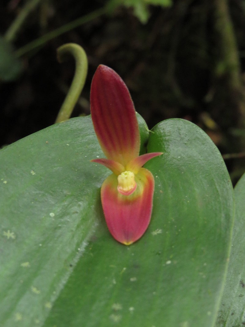 Pleurothallis solaris photo 2