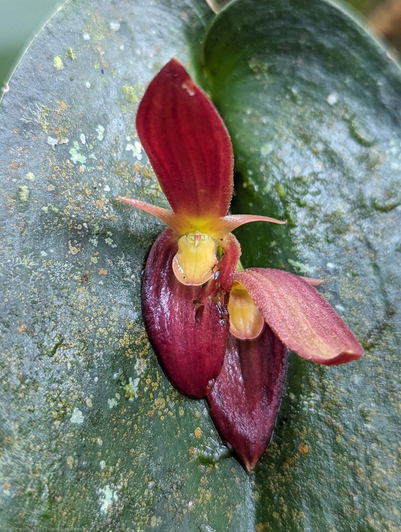 Pleurothallis solaris photo 3