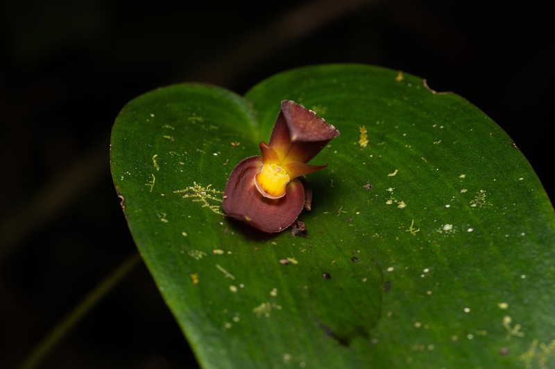 Pleurothallis solaris photo 4