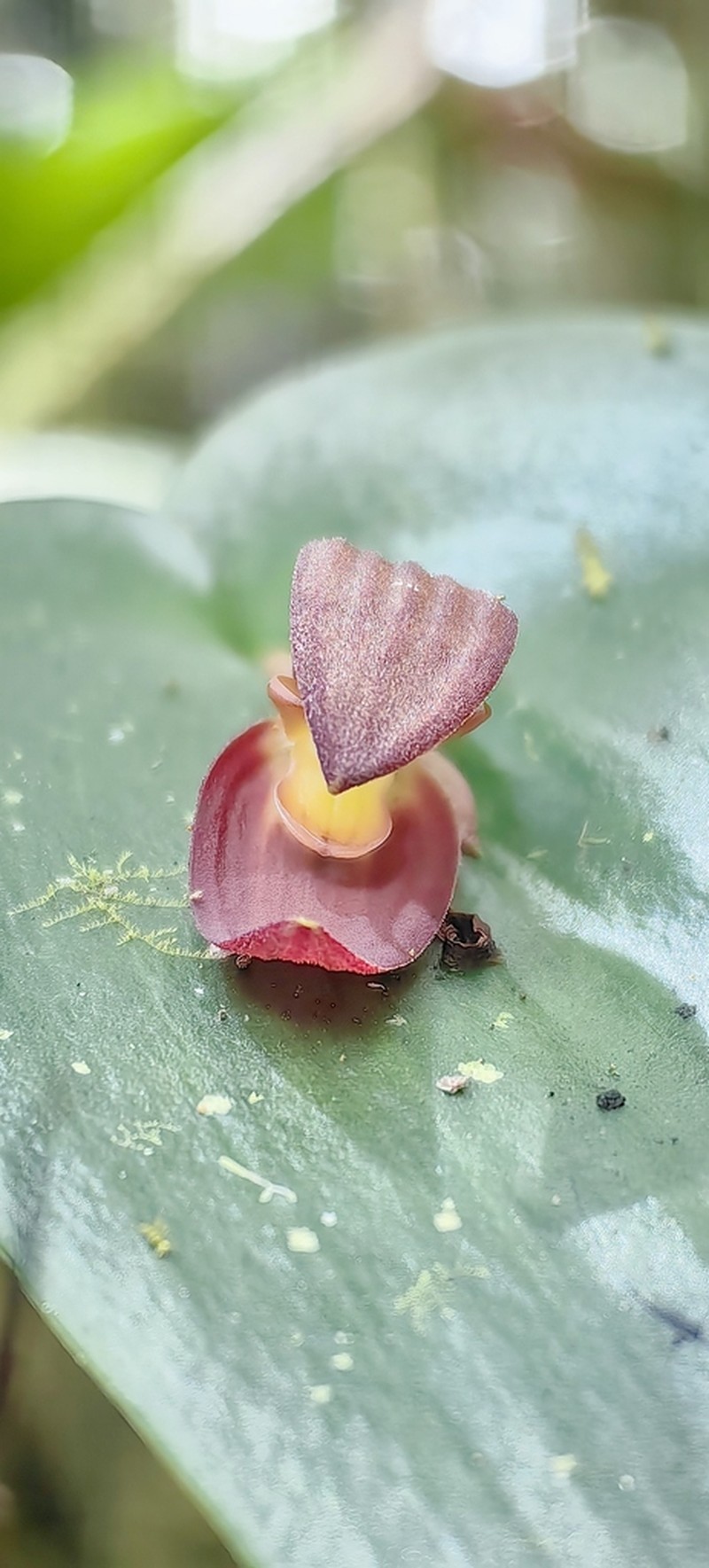 Pleurothallis solaris photo 5