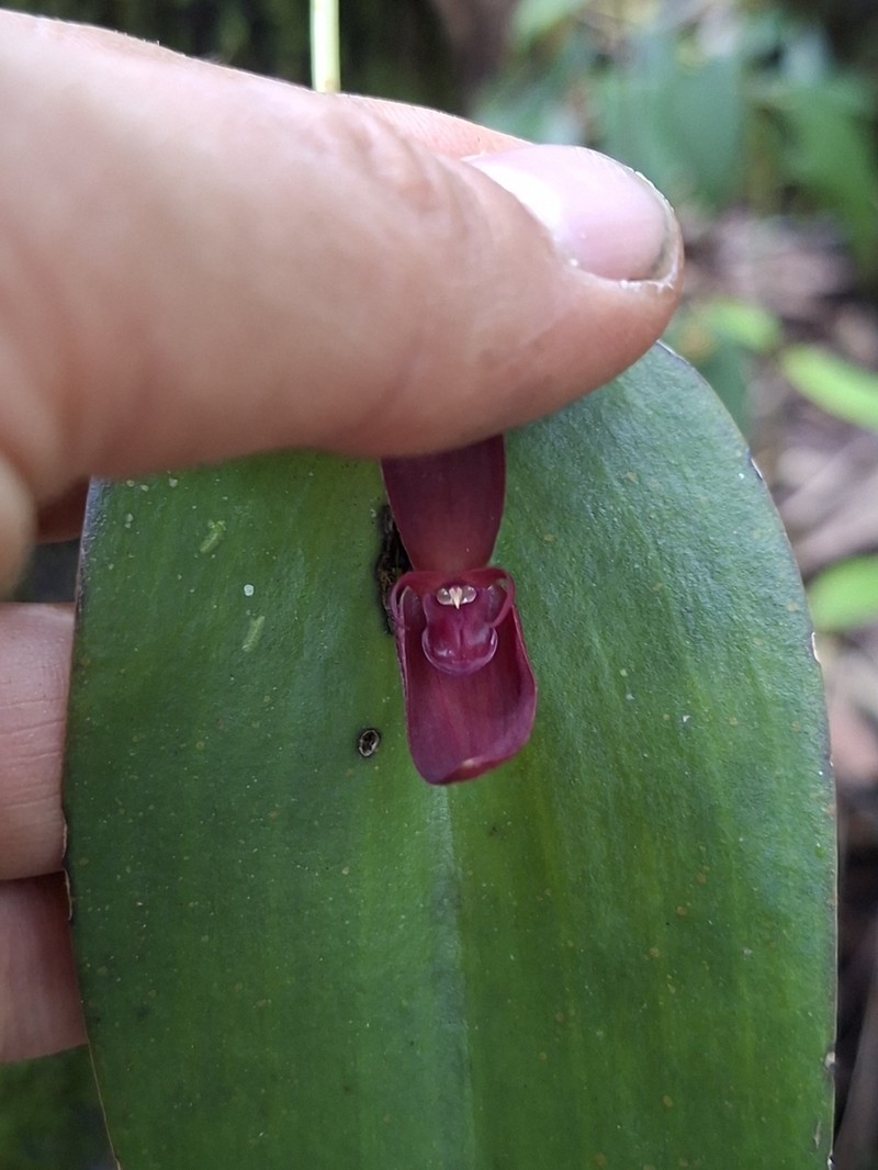 Pleurothallis solaris photo 6