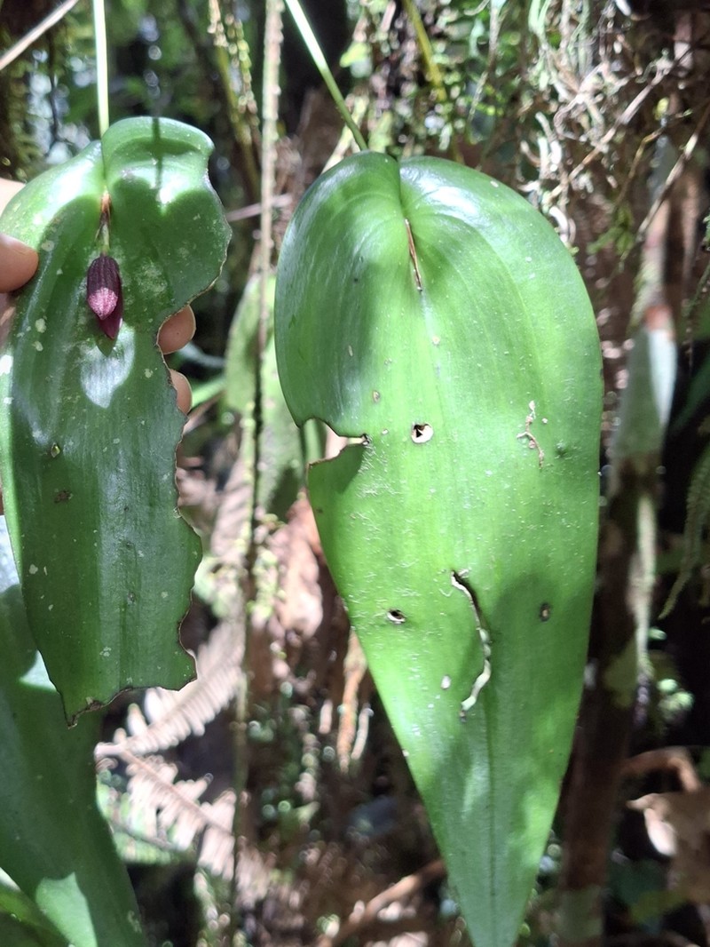 Pleurothallis solaris photo 7