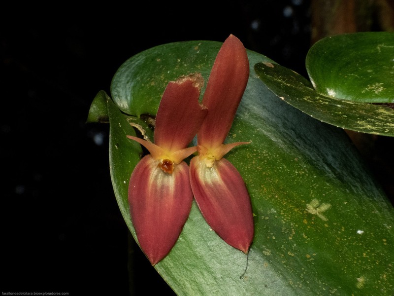 Pleurothallis solaris photo 8