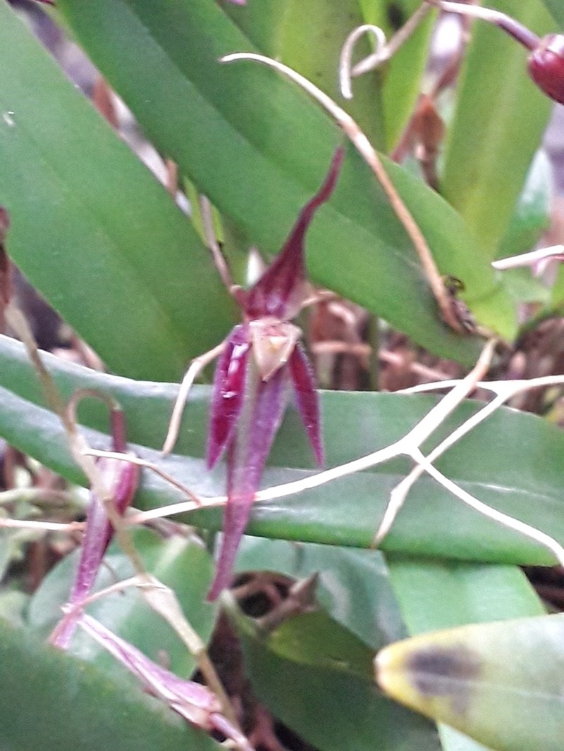Pleurothallis tenuisepala