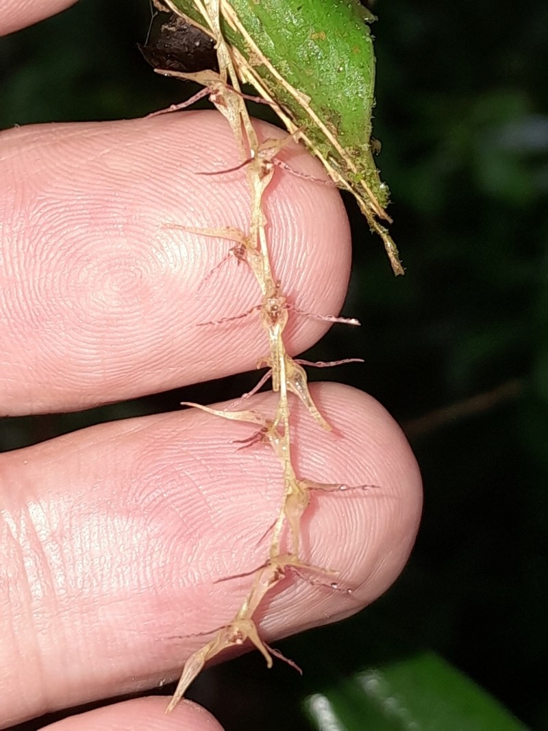 Pleurothallis tomtroutmanii photo 2