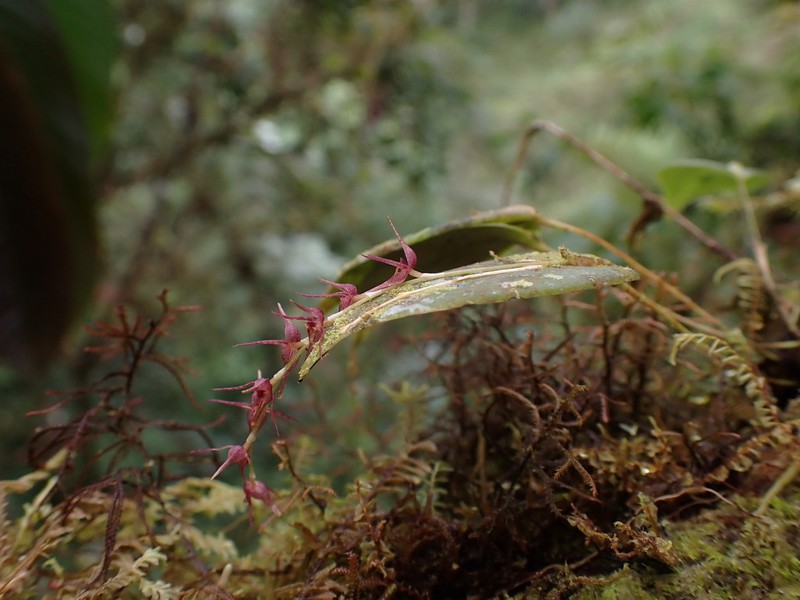 Pleurothallis tomtroutmanii photo 3