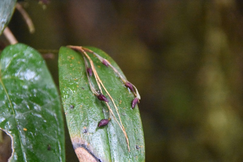 Pleurothallis tomtroutmanii photo 4