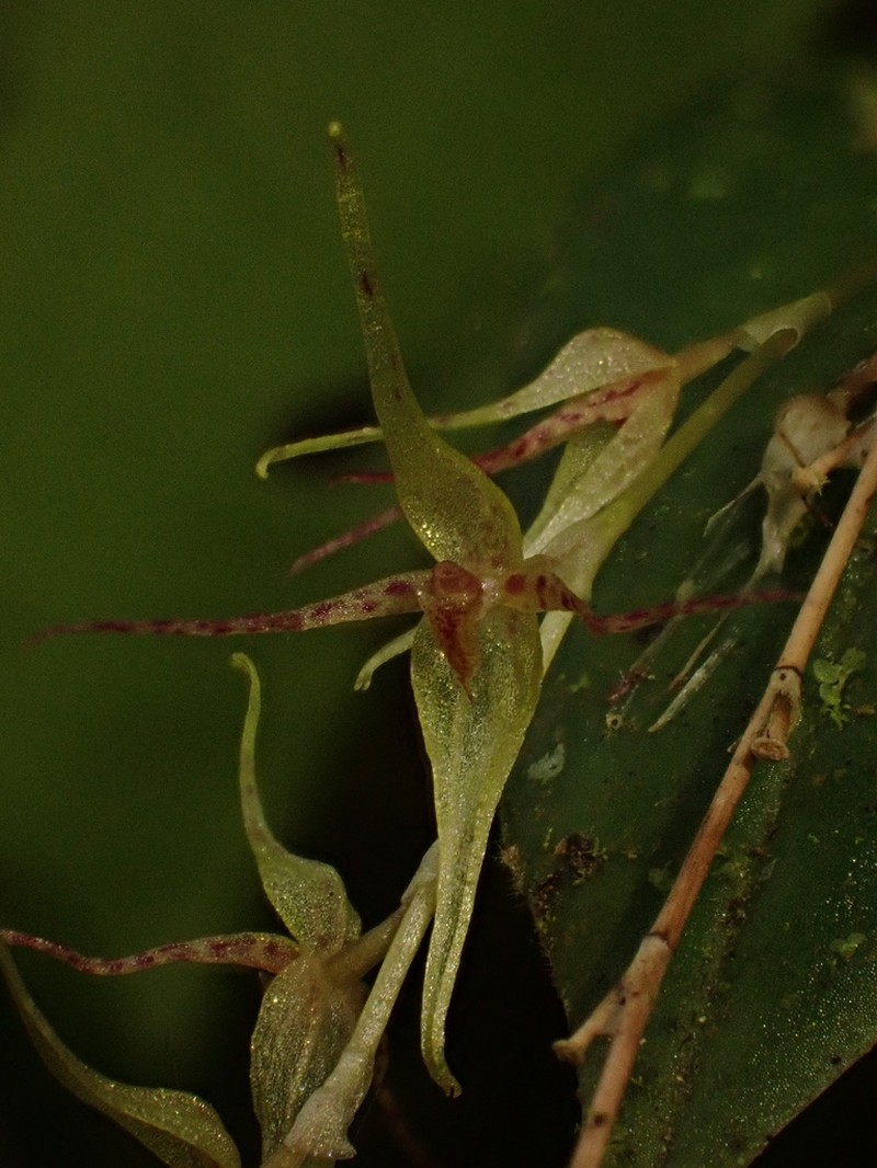Pleurothallis tomtroutmanii photo 5