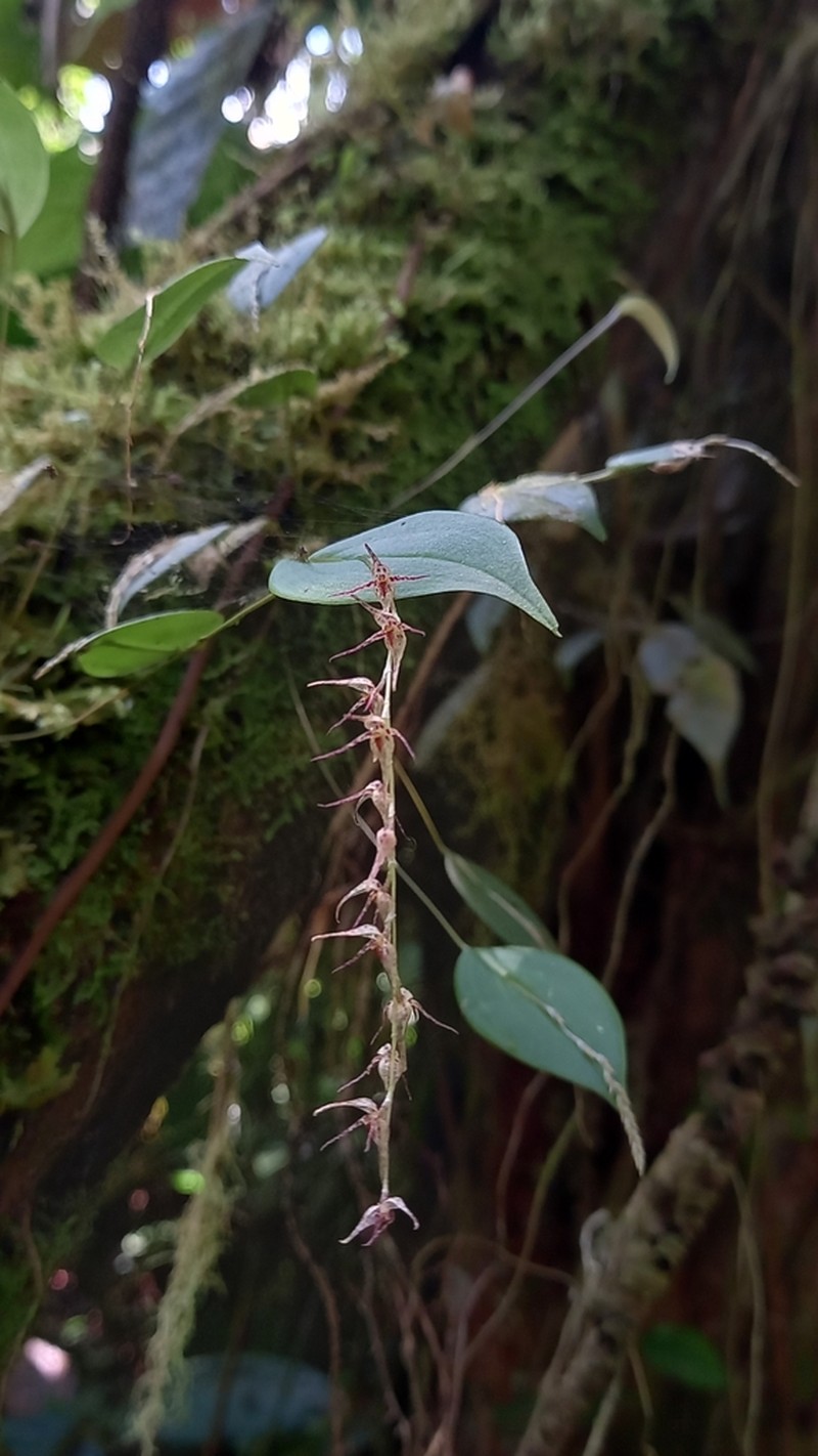 Pleurothallis tomtroutmanii photo 6