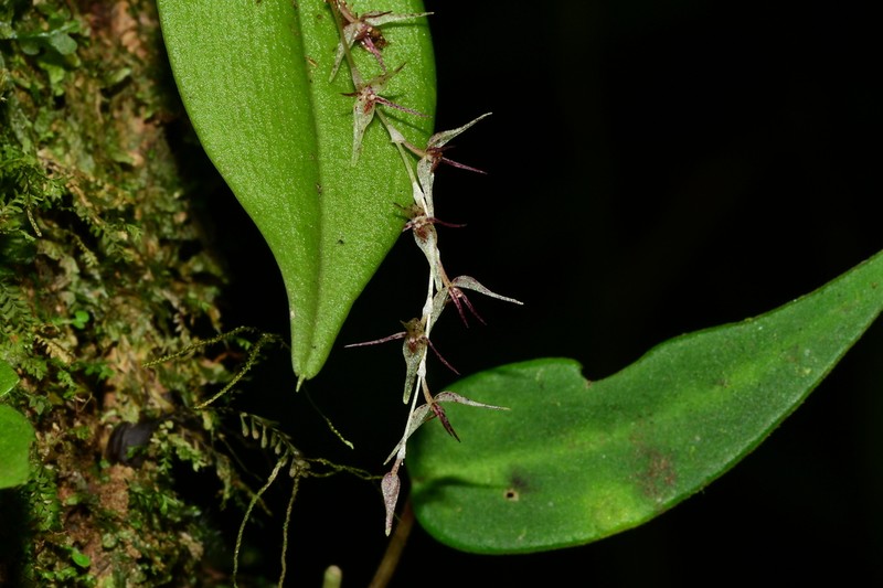 Pleurothallis tomtroutmanii photo 8