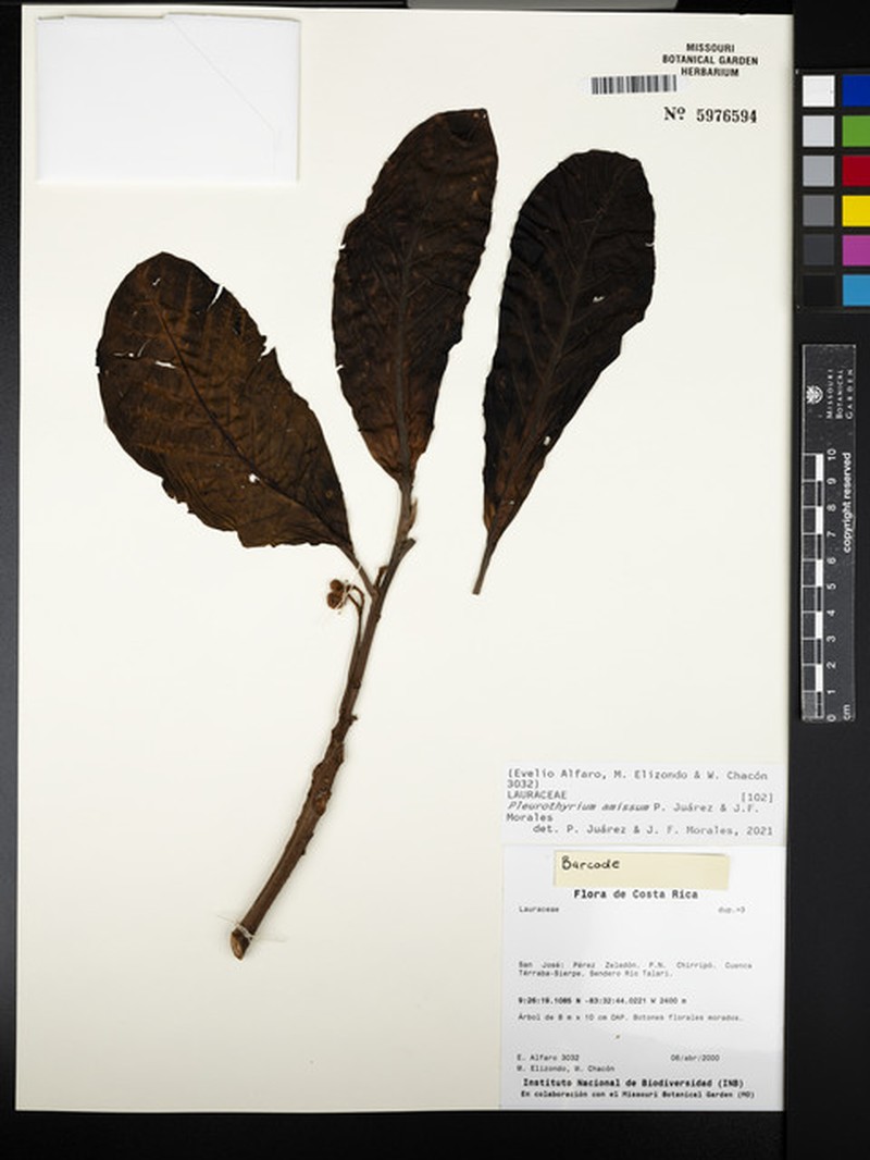 Pleurothyrium amissum
