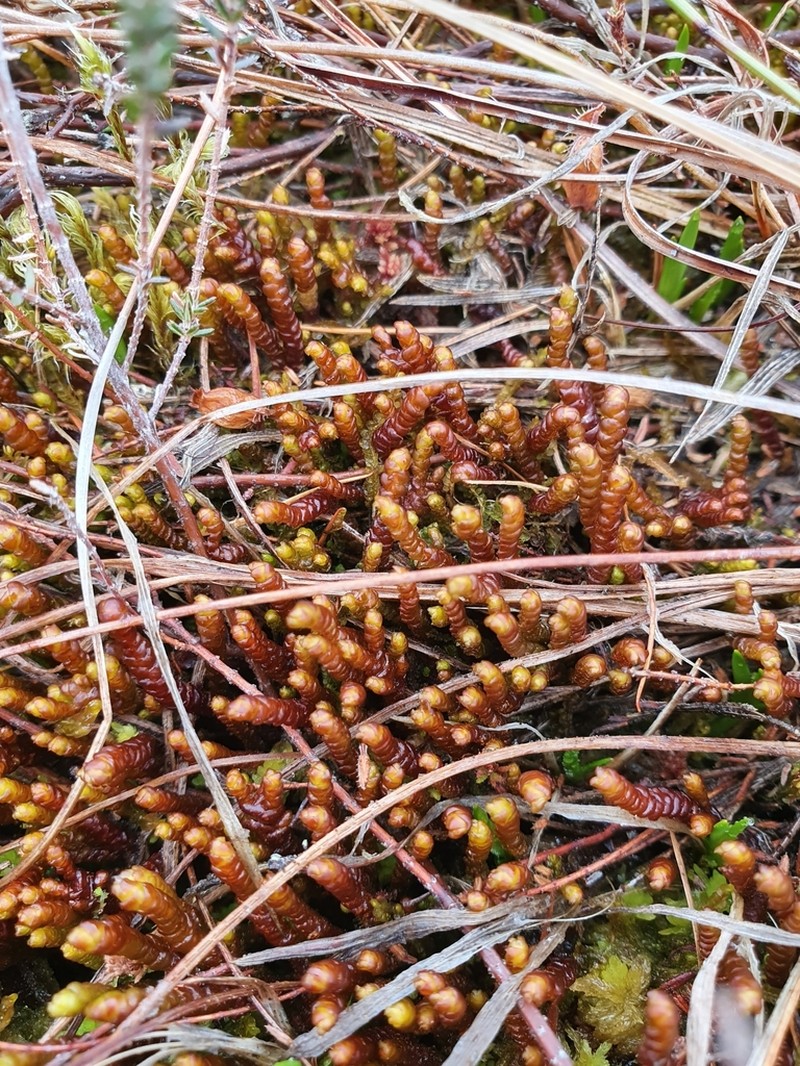 Pleurozia purpurea