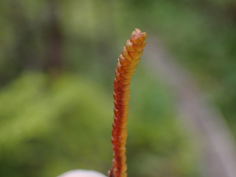 Pleurozia purpurea photo 2