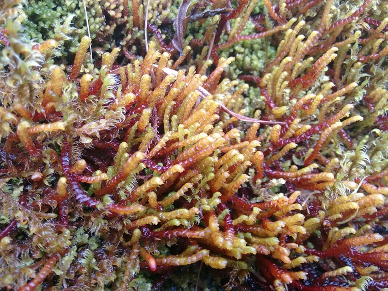 Pleurozia purpurea photo 3