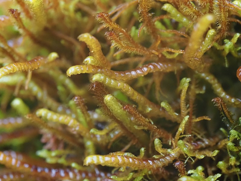 Pleurozia purpurea photo 4