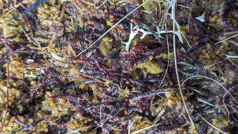 Pleurozia purpurea photo 5