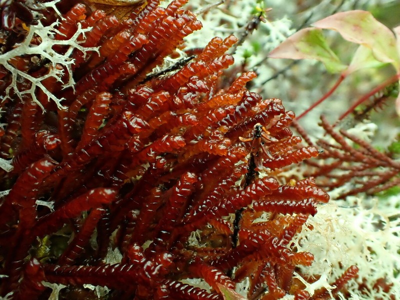 Pleurozia purpurea photo 6