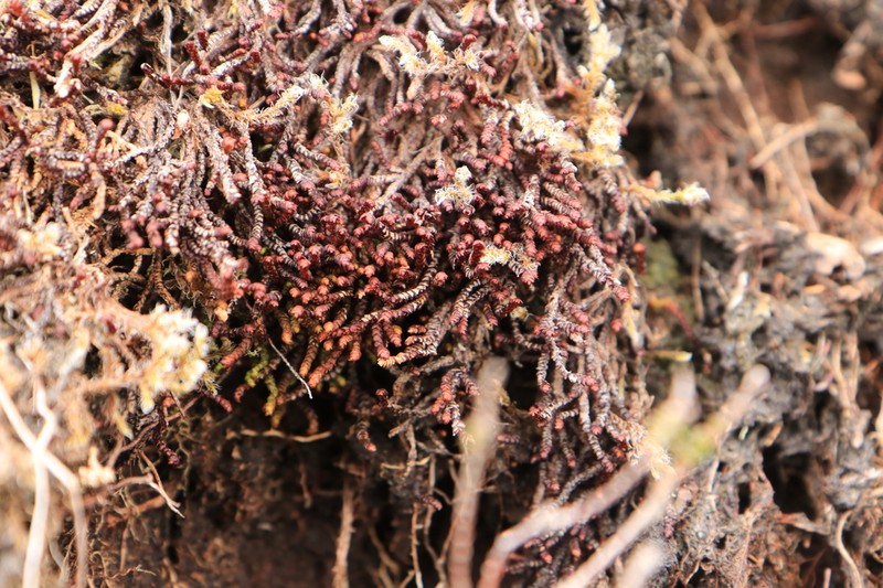Pleurozia purpurea photo 7