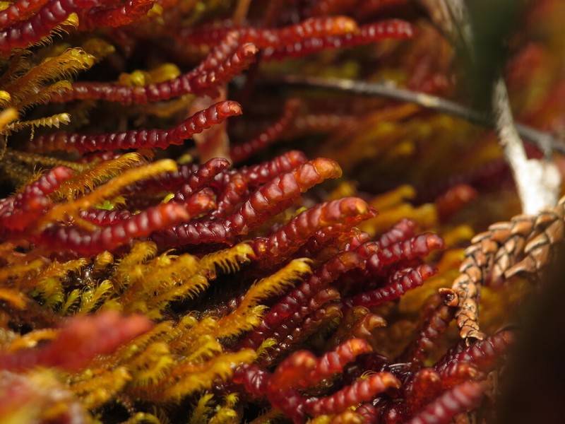 Pleurozia purpurea photo 8