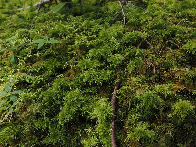 Pleuroziopsis Moss