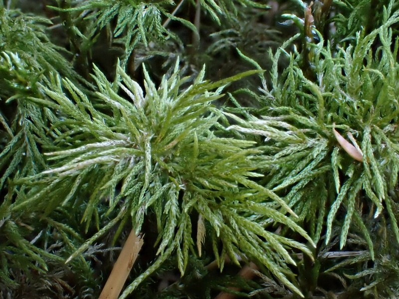 Pleuroziopsis Moss photo 2