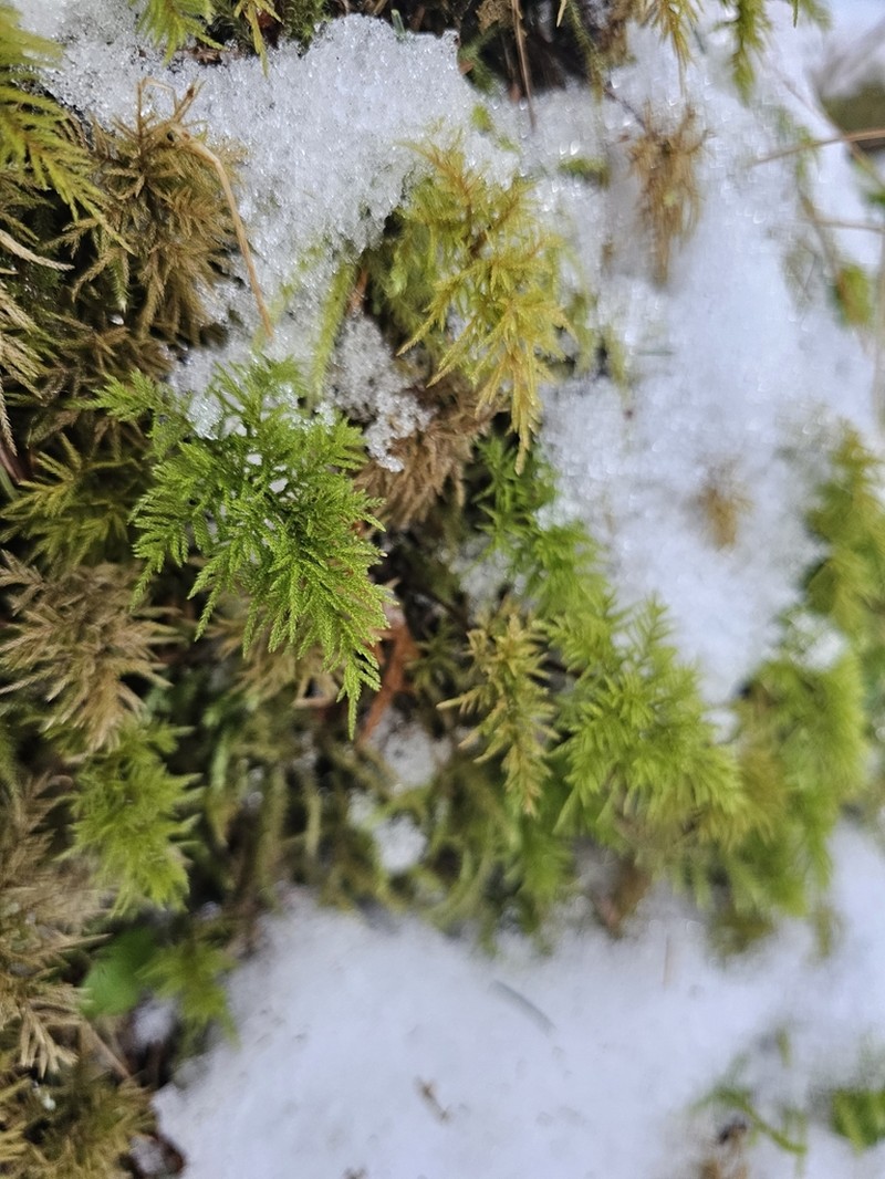 Pleuroziopsis Moss photo 3