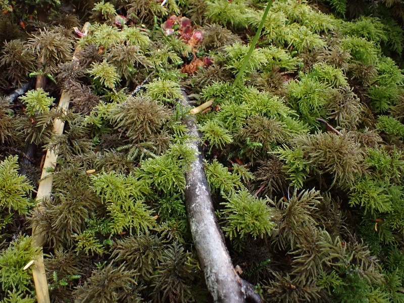 Pleuroziopsis Moss photo 4