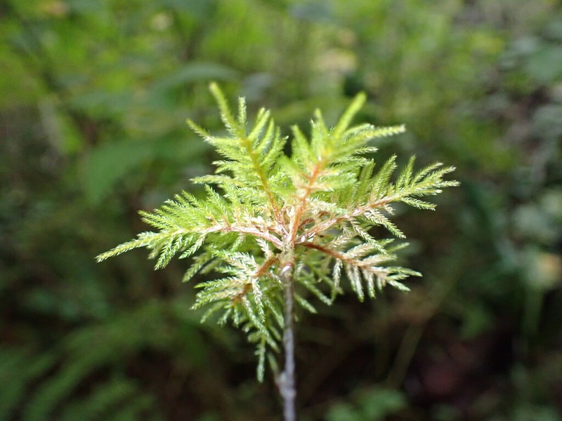 Pleuroziopsis Moss photo 5