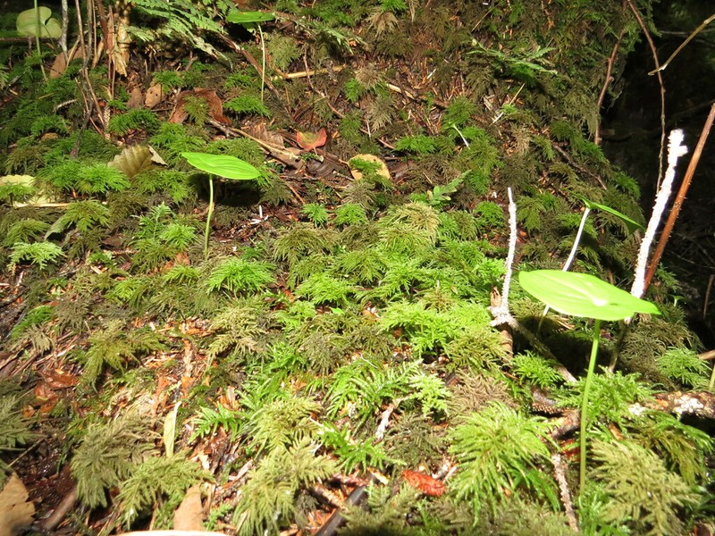 Pleuroziopsis Moss photo 6