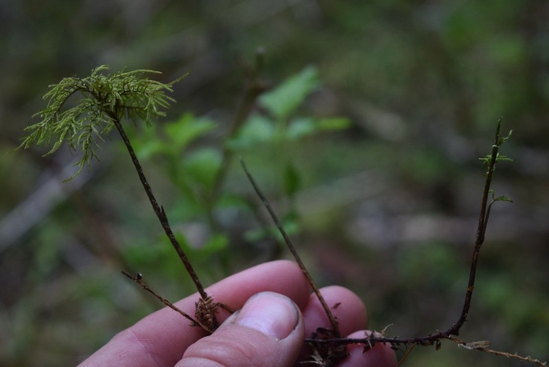 Pleuroziopsis Moss photo 7