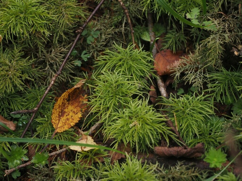 Pleuroziopsis Moss photo 8