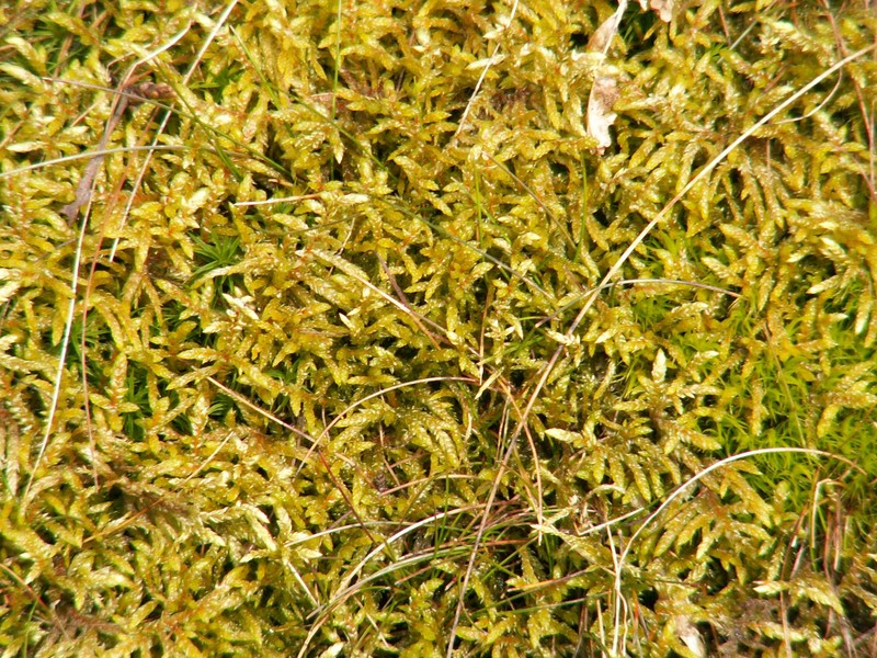 Schreber's Big Red Stem Moss
