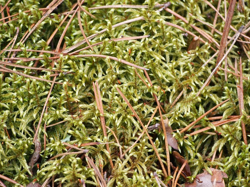 Schreber's Big Red Stem Moss photo 2
