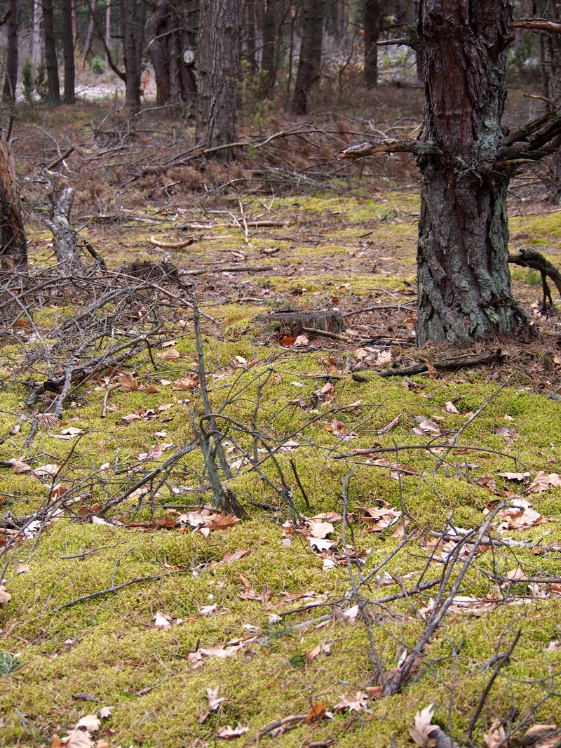 Schreber's Big Red Stem Moss photo 3