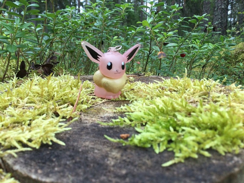 Schreber's Big Red Stem Moss