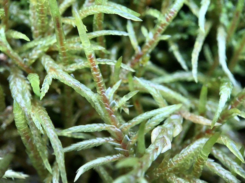 Schreber's Big Red Stem Moss photo 2