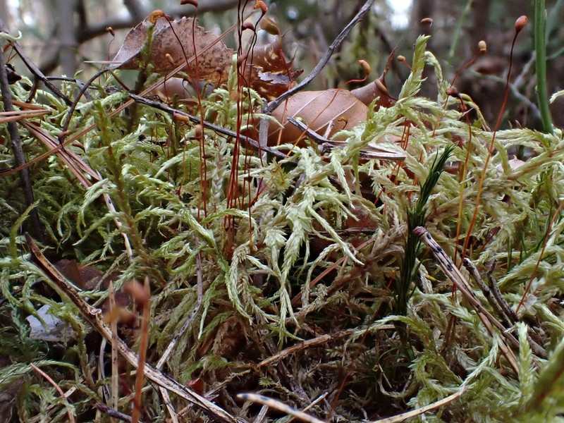 Schreber's Big Red Stem Moss photo 3