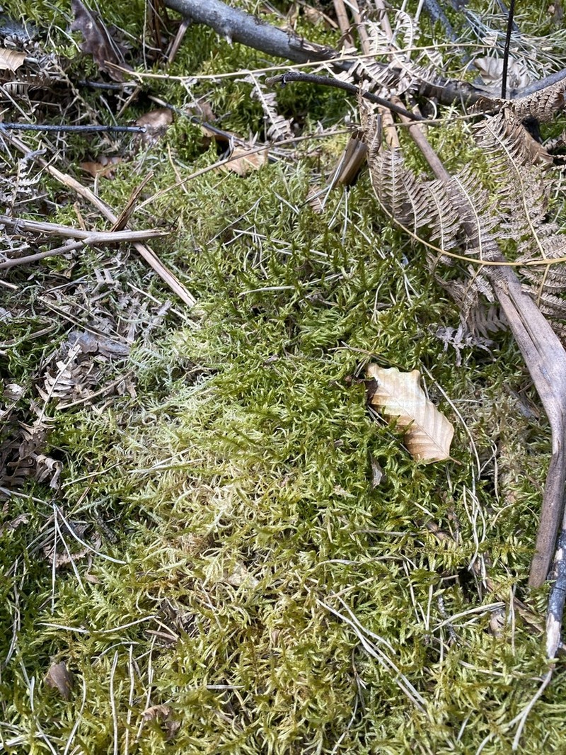 Schreber's Big Red Stem Moss photo 4