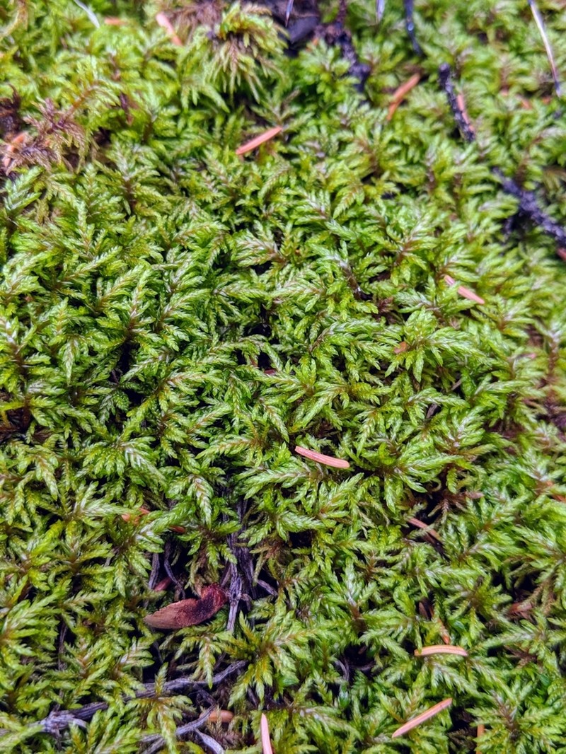 Schreber's Big Red Stem Moss photo 5
