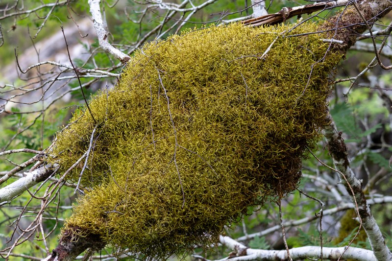 Schreber's Big Red Stem Moss photo 6