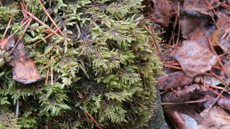 Schreber's Big Red Stem Moss photo 7