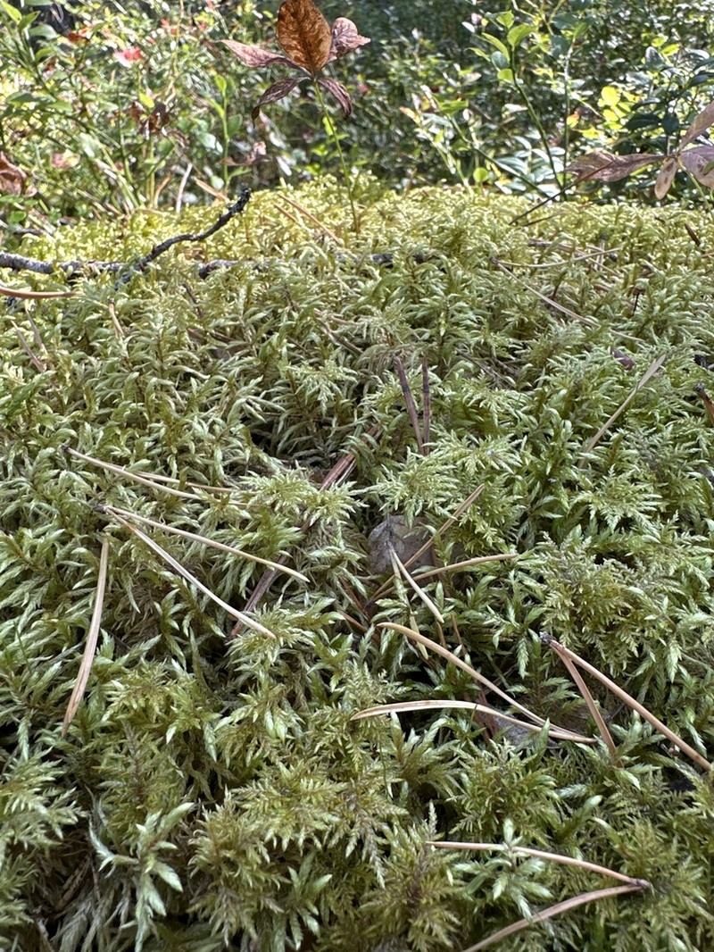 Schreber's Big Red Stem Moss photo 8